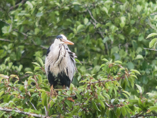 Héron cendré LC 001